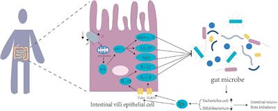 Review of the relationship and underlying mechanisms between the Qinghai–Tibet plateau and host intestinal flora